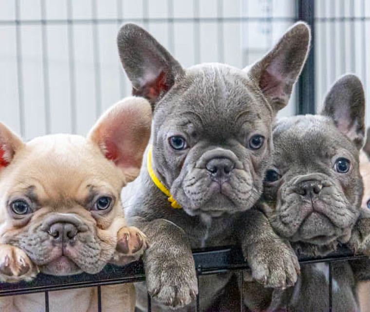 How to Interpret DNA results for French Bulldogs Colors