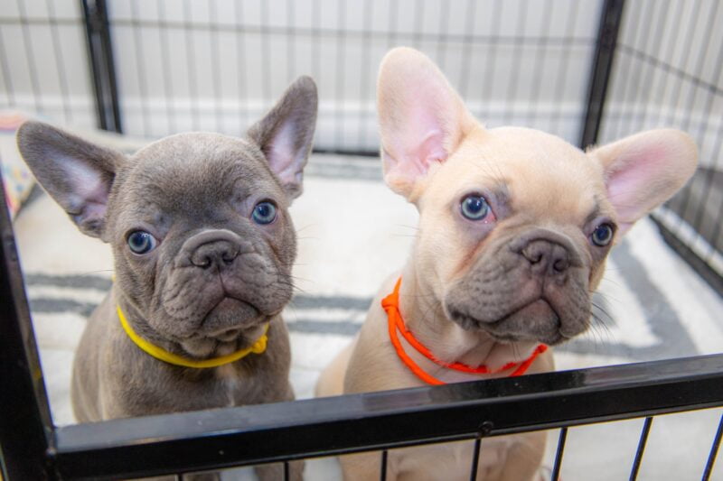 Frenchie Pups